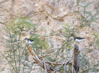 Spotted Sandpipers 5261